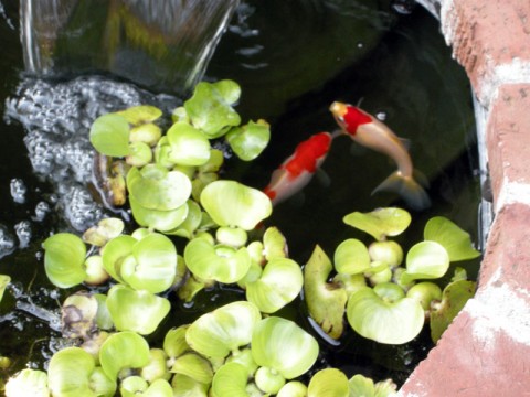 fish-pond-dscn1492