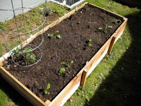Our Garden in Portland Oregon