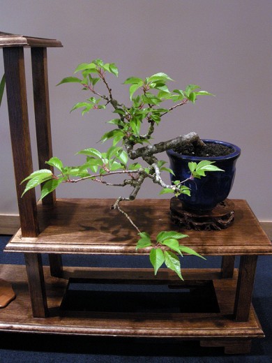 Flowering Cherry Bonsai