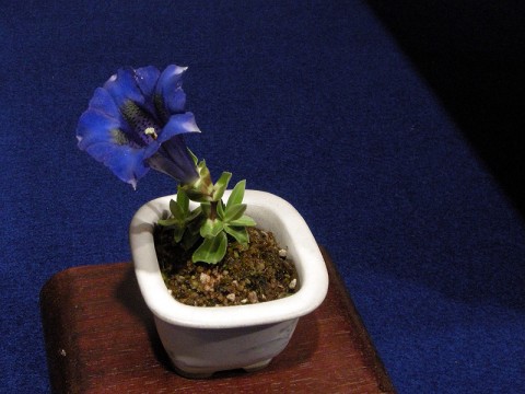 Wow Nice Companion plant