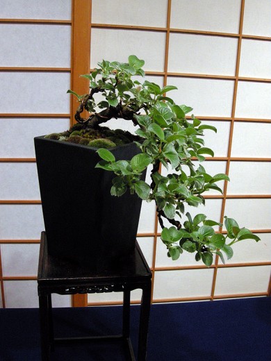 Dwarf Creeping Willow Bonsai