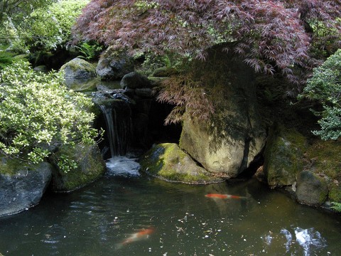 Pond with Japanese Maple and Koi